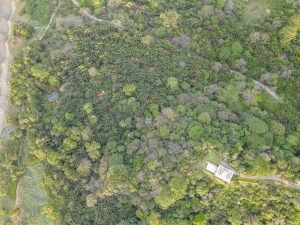 carate-rainforest-estate-49