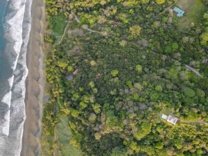 carate-rainforest-estate-50