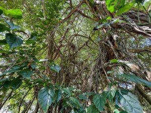 carate-rainforest-estate-58