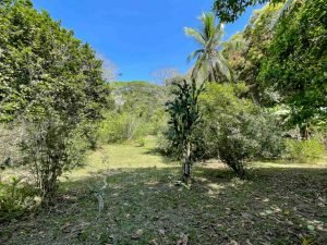 carate-rainforest-estate-60