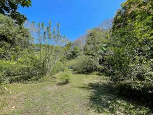 carate-rainforest-estate-61