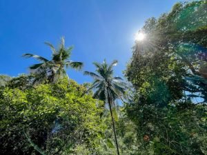 carate-rainforest-estate-62