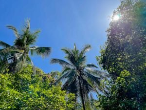 carate-rainforest-estate-63