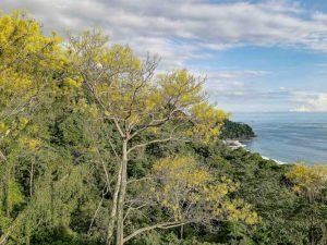 carate-rainforest-estate-67