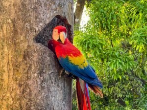 carate-rainforest-estate-68