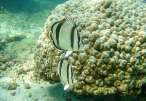 four banded buterflyfish