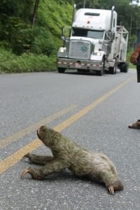 Sloth on road. 