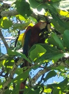 17.2 Playa Blanca Mccaw 2