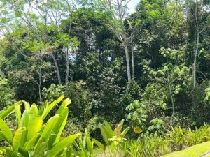 4485 Chontales SDT 313 House 34