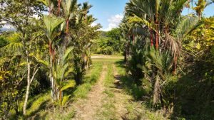 8125 Large Ocean View Lot Perezoso Ojochal 01