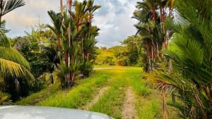 8125 Large Ocean View Lot Perezoso Ojochal 47