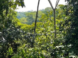 Nature’s Sanctuary_ A Pristine 181-Acre Paradise-44