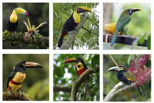 The Toucan family of Costa Rica, six beautiful birds. 