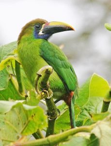 A Blue Throated / Emerald Toucanet in Monteverde cloud forest, Costa Rica.