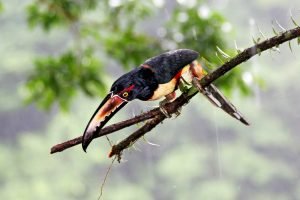 A Collared Aracari - the reddish collar along the upper neck is visible in the photo. 