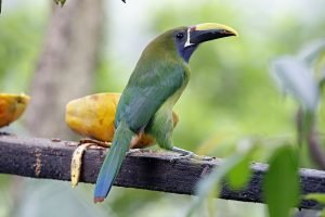 A Blue Throated / Emerald Toucanet.