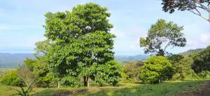 IMG_4240-980×450