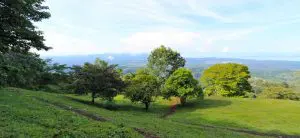 IMG_4245-980×450