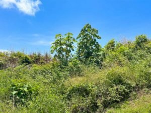 Cecropia trees colonizing a recently disturbed section near Ojochal.