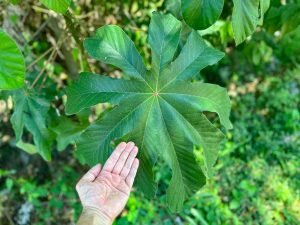 Leaf and hand