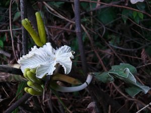 Cecropia fruit growing near the ground. 