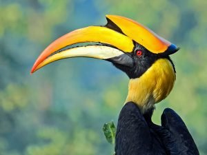 The Great Hornbill of India and SE Asia.