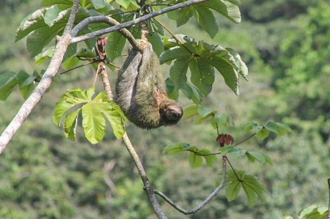 A Sloth in a Cecropia tree near Ojochal.