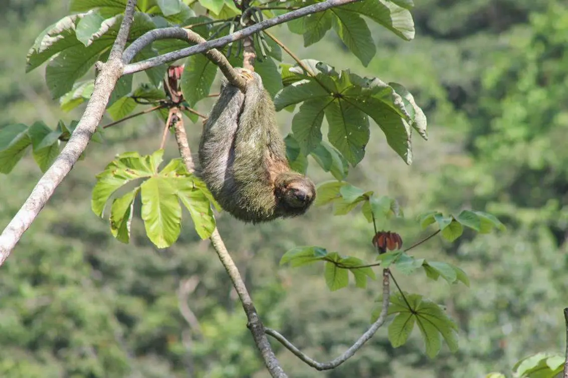 A Sloth in a Cecropia tree near Ojochal.