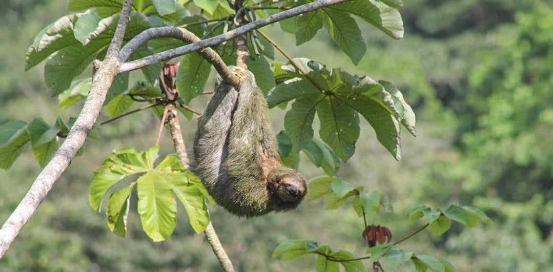 Our sloths are EVERYWHERE - but they can be very hard to spot!