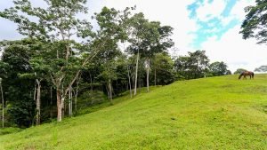 Unique Property Overlooking Pristine Golfito Bay and Golfo Dulce