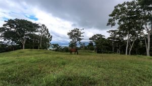 Unique Property Overlooking Pristine Golfito Bay and Golfo Dulce