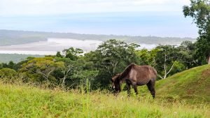 Unique Property Overlooking Pristine Golfito Bay and Golfo Dulce
