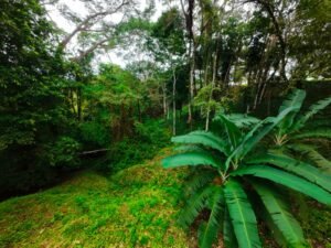 DJI_20241104114505_0060_D