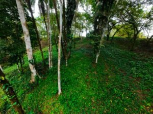 DJI_20241104114513_0061_D