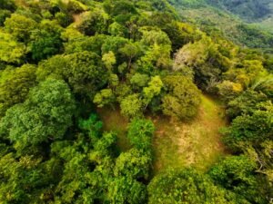 DJI_20241104114642_0066_D