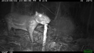 DS-19 PHOTO 38 (fauna)