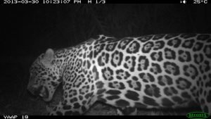 DS-19 PHOTO 39 (fauna)