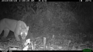 DS-19 PHOTO 40 (fauna)