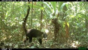 DS-19 PHOTO 41 (fauna)