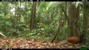 DS-19 PHOTO 42 (fauna)