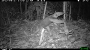 DS-19 PHOTO 43 (fauna)