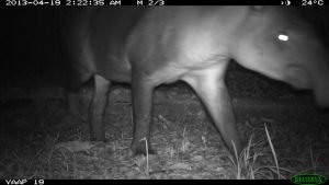 DS-19 PHOTO 44 (fauna)