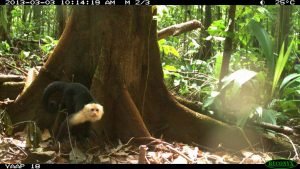 DS-19 PHOTO 46 (fauna)