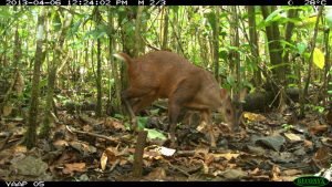 DS-19 PHOTO 47 (fauna)