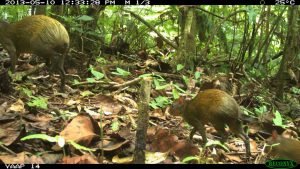 DS-19 PHOTO 49 (fauna)