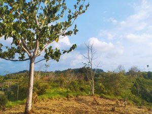 IMG_20240312_164504904