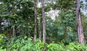 New Format PLT148RS – 03