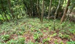 New Format PLT148RS – 06