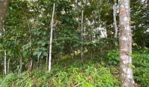 New Format PLT148RS – 07