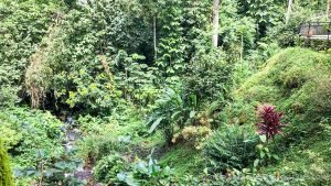 Rainforest Retreat in Escaleras Area of Dominical Near a Waterfall